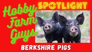 HFG Farm Animal Spotlight Berkshire Pigs [upl. by Yemac]