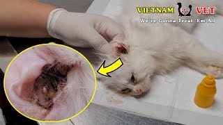 Home Remedies for Ear Mites in Dogs  Ear Mites in Dogs Natural Treatment [upl. by Dorthea]