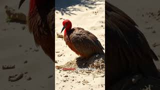 Tje Megapode WildlifeWonder NatureNerds [upl. by Donni]