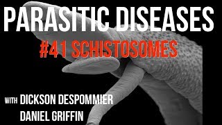 Parasitic Diseases Lectures 41 Schistosomes [upl. by Asela]