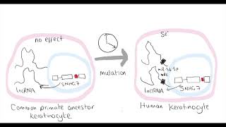 Video synopsis snoRNA Host Gene long noncoding RNA affects cell fate control EMBO Journal [upl. by Kordula854]