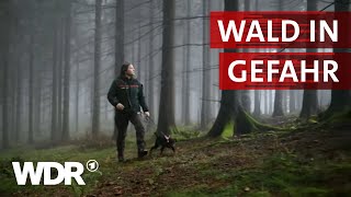 Im Einsatz für den Wald der Zukunft  Heimatflimmern  WDR [upl. by Trovillion]