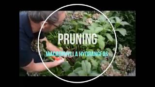 How to cut Hydrangea flowers blooms macrophylla in Fall [upl. by Hgielram]