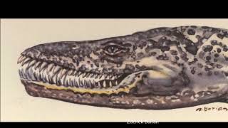 Muraenosaurus An Early Elasmosaur Marine Reptile [upl. by Amirak]