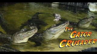 What Sounds Do Alligators Make [upl. by Assirod242]