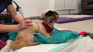 Dog quotMinniequot Gets Successful IVDD treatment with Laser Therapy [upl. by Torrie]