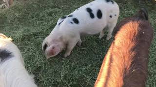 Cross breeding large breed pigs with small breed pigs why it’s dangerous and how to do it safely [upl. by Annaiek]