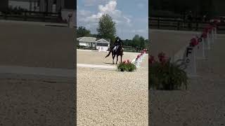 Orofino 2019 Kwpn Gelding by Detorri [upl. by Sashenka]