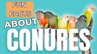 11 Fun Facts About Conures [upl. by Assiluj]