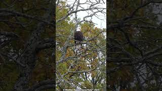 BALD EAGLE zooming out with Lumix FZ 300 2 baldeagle aguila eagle aguilacalva [upl. by Weismann209]