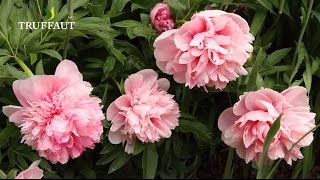 Planter et entretenir une pivoine herbacée en pot ou au jardin  Truffaut [upl. by Enitsrik]