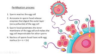 Animal reproduction Lesson 7 [upl. by Hiltan134]