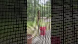 Bagworm in a rarely seen stage of its life filmed in Florida bugs wildlife insects weird [upl. by Matty]