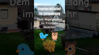 Schönes Vogelgezwitscher zur Entspannung Dem Vogelgesang im Frühjahr lauschen SpringOnShorts [upl. by Uhayile]