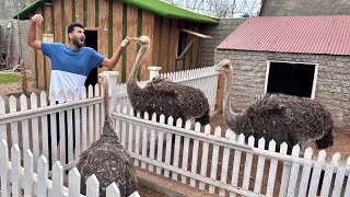 Ostrich Ny Turab Ko Aty He Kat Diya🤣 [upl. by Nahraf]