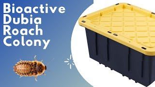 Building a Bioactive Dubia Roach Colony [upl. by Nomra700]