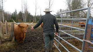 How To Handle A Highland Bull [upl. by Ednyl]