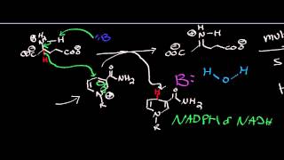 Biochemistry  Glutamate Dehydrogenase  Catabolism of Glutamate [upl. by Eaneg]