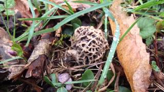 Mes premières morilles 2016 [upl. by Arriet]