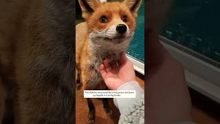 The little fox was saved ❤️ by a kind person ❤️ wildliferescue [upl. by Theron]