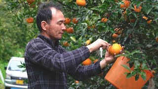 Masanobu Fukuoka Natural Farm  Interview with Masanobus grandchild ― Hiroki Fukuoka [upl. by Mcdougall]