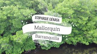 Ecoparque Ciénaga de Mallorquín  Barranquilla 4K [upl. by Bayard]