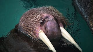 Whistling Walrus [upl. by Richer]