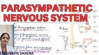 Parasympathetic nervous system carniosacral outflow diagrammatic representation [upl. by Auoy]