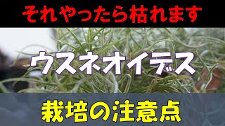 枯れる原因は〇〇かも！？ 人気のエアプランツ・ウスネオイデスの育て方！簡単に実践できるチランジアの育て方② [upl. by Eiznekcam]