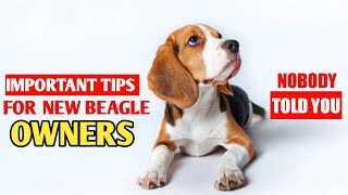 Important Tips For New Beagle Owners Beagle puppy care [upl. by Marr]