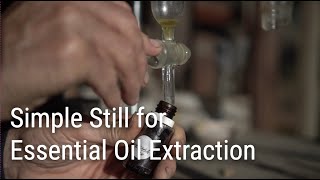 Using a Simple Still for Home Extraction of Essential Oils [upl. by Aleakim]