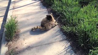 Cute but terrifying Animal Control nabs Rabid Raccoon [upl. by Willabella]