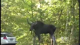 Watch Deranged moose attacks Vt man [upl. by Leupold]