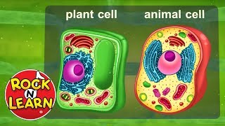 Life Science for Kids  Photosynthesis Cells Food Chains amp More [upl. by Tesler]