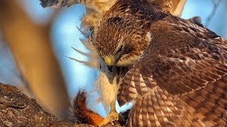 Red Tailed Hawk Catches Squirrel and Eats It [upl. by Hafinah]