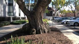 Irma Nofziger Memorial Tree Laguna Beach California [upl. by Gnouh880]