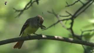 Great Crested Flycatcher with dragonfly [upl. by Tonye]