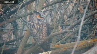 Long Eared Owl  Highlights 2023 [upl. by Pierce]