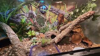 Leopard Gecko Bioactive Terrarium Tank Setup DMReptiles [upl. by Terryn362]