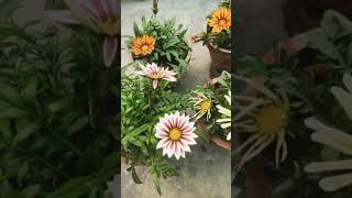 Best Time To Collect Gazania Seeds 🌸 short shorts [upl. by Anital]