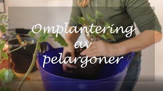 Omplantering av pelargoner [upl. by Hagen]