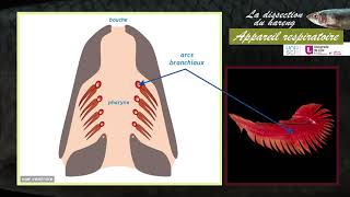 La dissection du système respiratoire du hareng [upl. by Haddad]