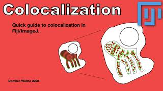 Quick guide to colocalization in FijiImageJ [upl. by Mehalek]