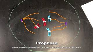 Modeling Mitosis with Pop Beads [upl. by Jedthus]