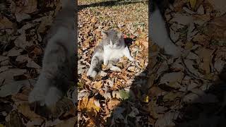 Meathead enjoying the nice fall weather cat rescuekitty cute cuteanimal [upl. by Anaizit]