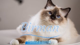 Birman Cats  Everything You Need to Know About This Majestic Breed 😻😳 [upl. by Fauch]