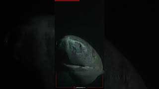 Meet the 396YearOld Greenland Shark [upl. by Nylauqcaj683]