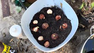 Adding The Daffodils And Hyacinths To My Flower Pots [upl. by Sutit]