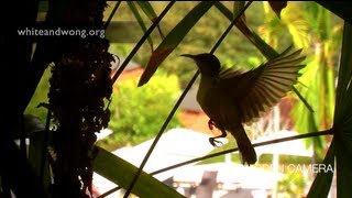 Olivebacked Sunbird in Phuket nesting on our balcony [upl. by Aurel]