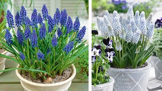 How to Plant Muscari in Containers Spring Garden Guide [upl. by Verdi415]